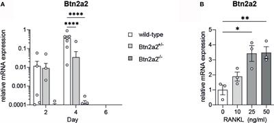 RANKL-Induced Btn2a2 – A T Cell Immunomodulatory Molecule – During Osteoclast Differentiation Fine-Tunes Bone Resorption